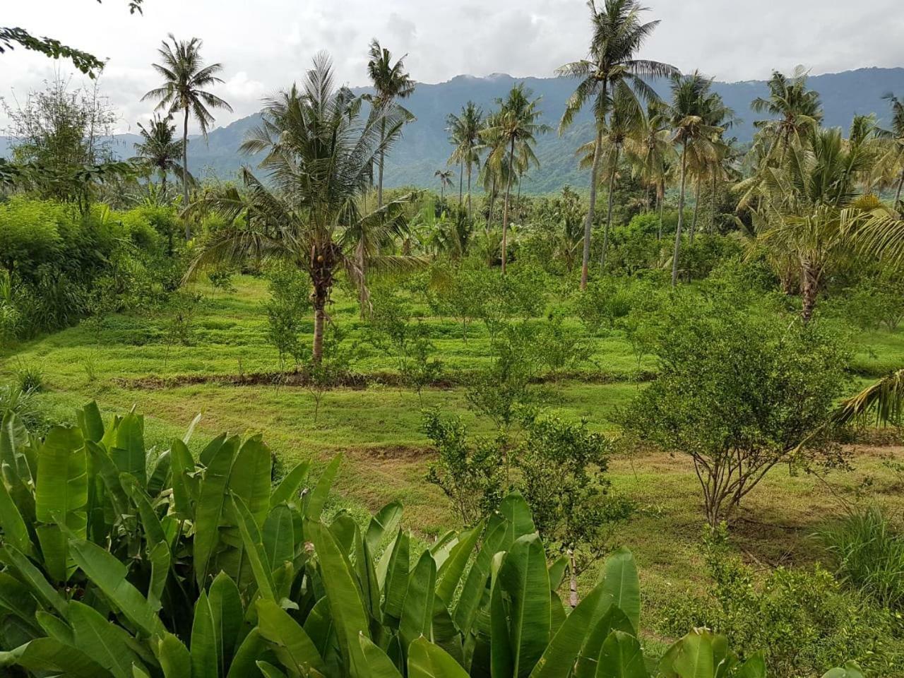 Buana Ecofarm Ecolodge Grokgak Esterno foto
